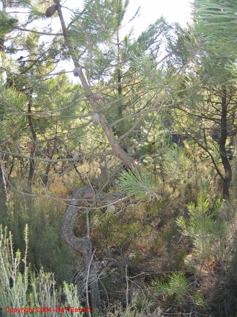 ColPierreCoucou_Photo025