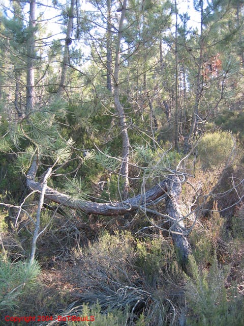 ColPierreCoucou_Photo027