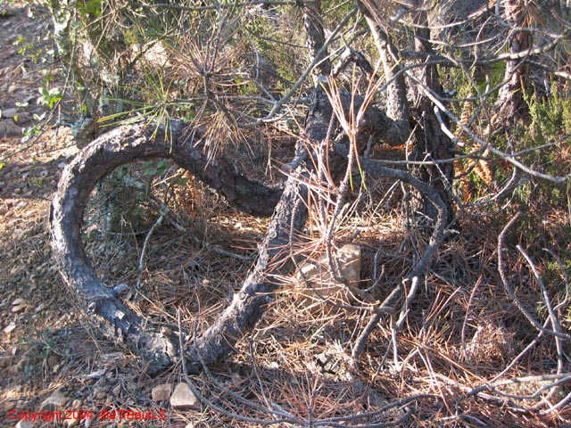 ColPierreCoucou_Photo028