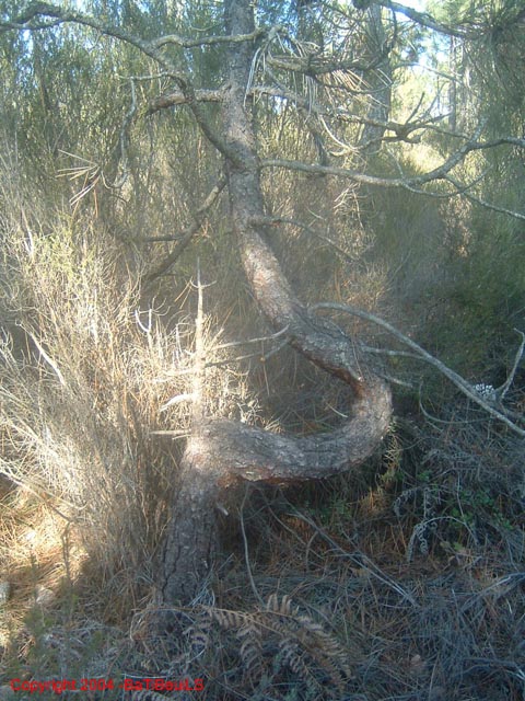 ColPierreCoucou_Photo029