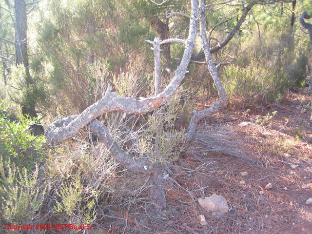 ColPierreCoucou_Photo030