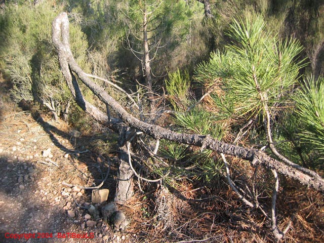 ColPierreCoucou_Photo031