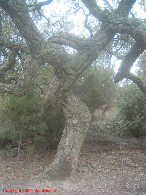 ColPierreCoucou_Photo034