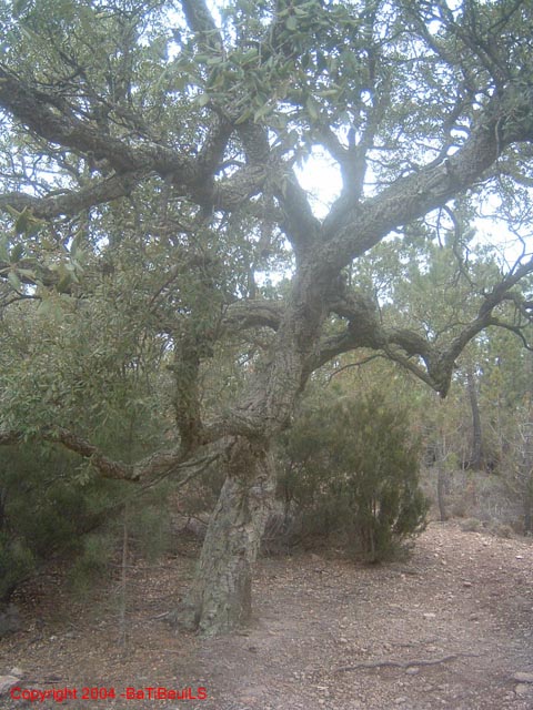 ColPierreCoucou_Photo035