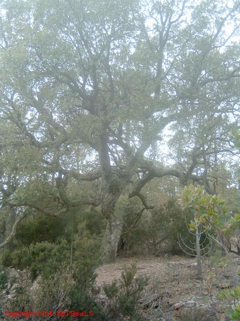 ColPierreCoucou_Photo054