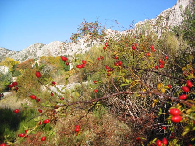 CreteDuBauroux_Photo_006