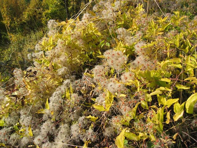 CreteDuBauroux_Photo_017