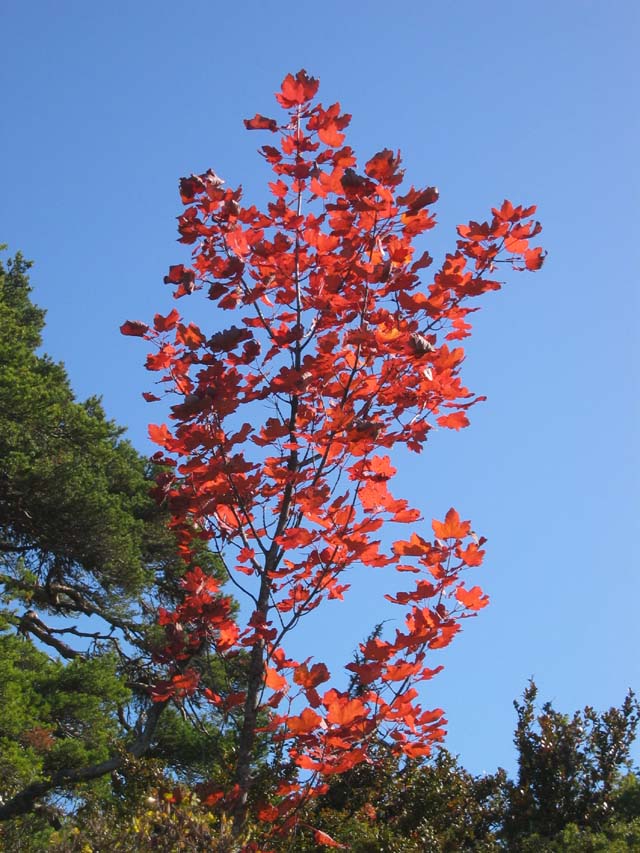 CreteDuBauroux_Photo_026