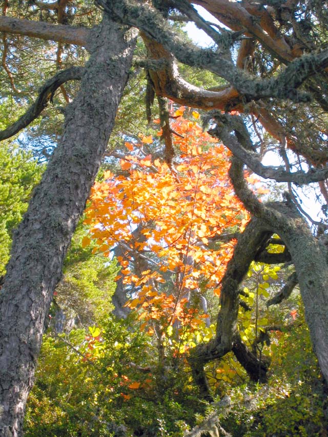 CreteDuBauroux_Photo_027