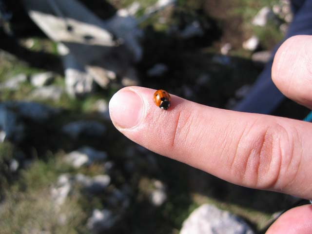 CreteDuBauroux_Photo_039